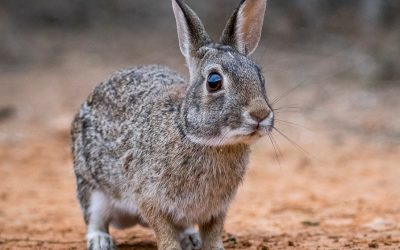 NH HB 1308 Protect the Hares