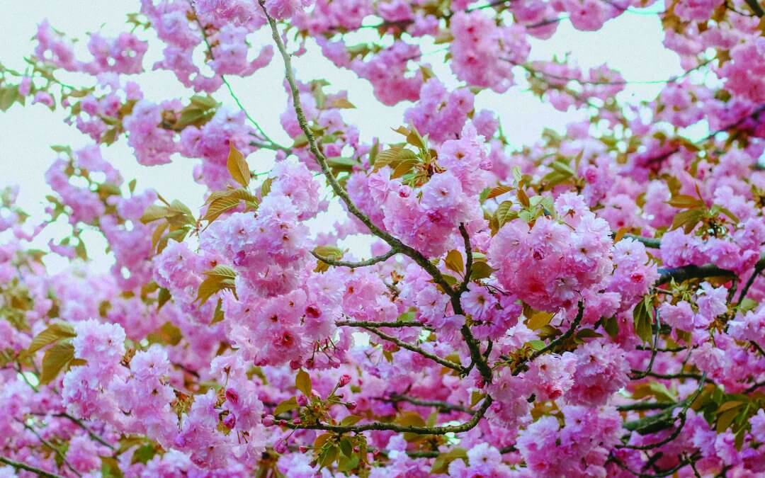 The cherry blossom trees are the stars of springtime