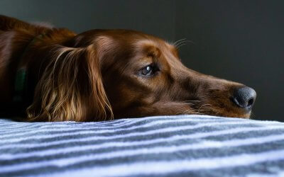 Nothing’s Free Not Even the Poison Helpline