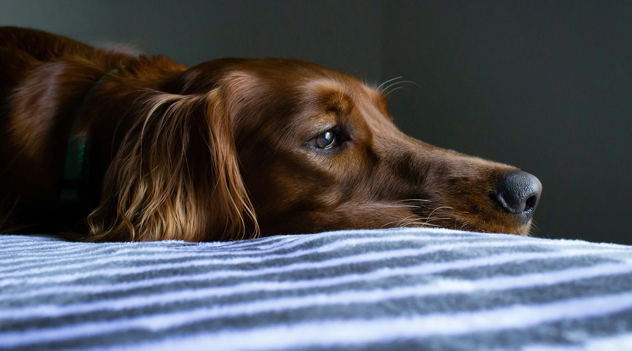 pets are family dog ryan-stone-FTzRYeD5lAs-unsplash