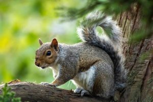 a squirrel in a tree